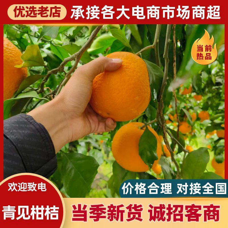青见柑桔一树果，产地一手货源水分足，甜度高。量大优惠，