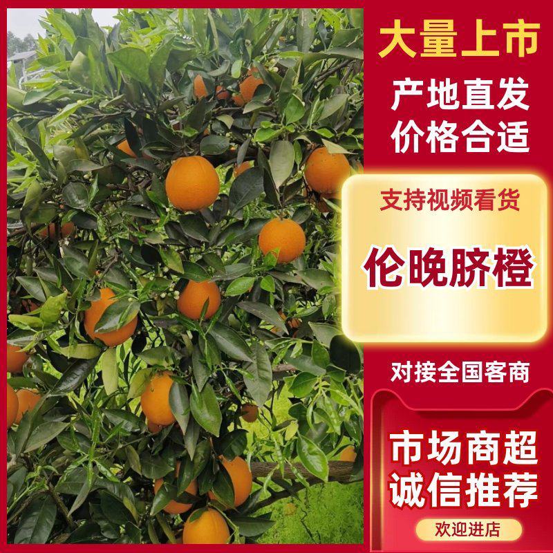 伦晚脐橙，产地一手货源，量大优惠，对接全国市场电商平台