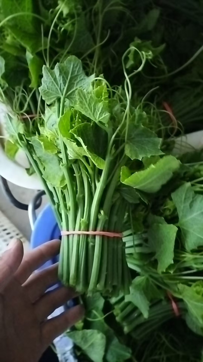 龙须菜大量上市，产地直发，一手货源，品质有保障，诚信经营