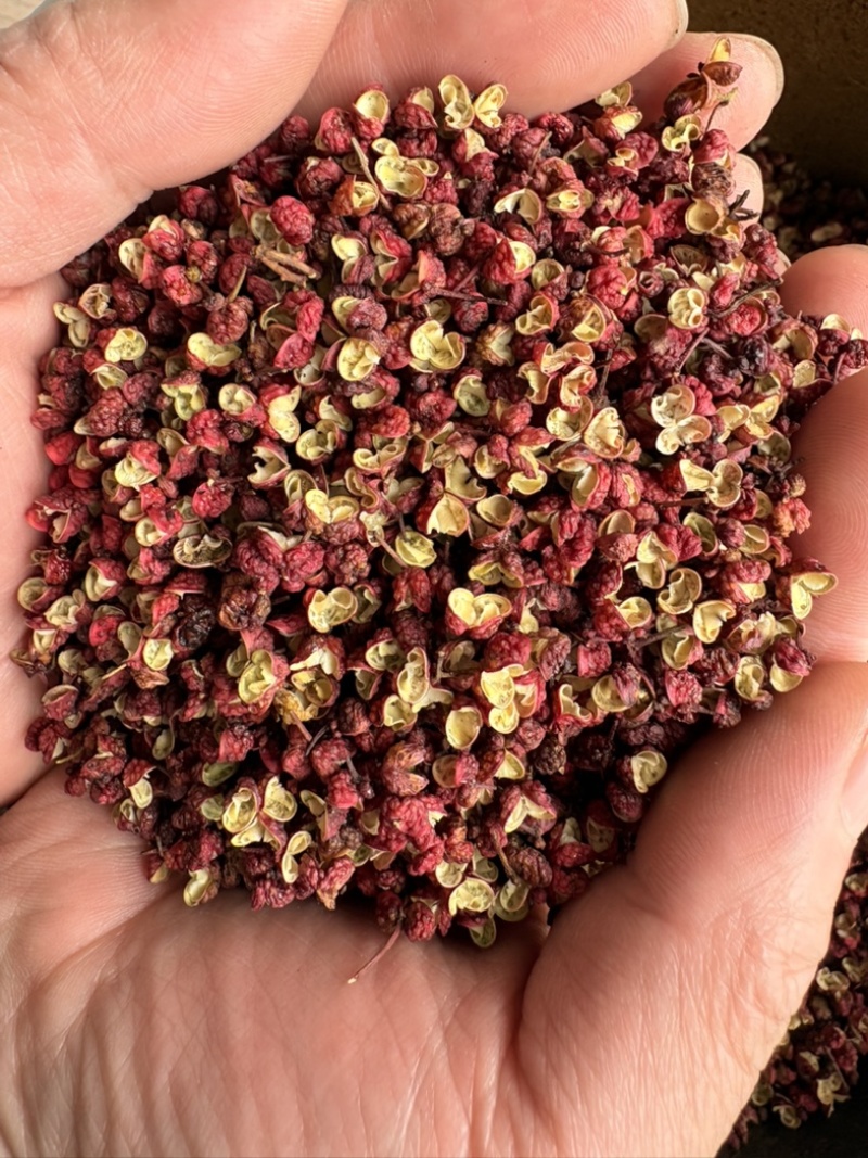 精品货源茂汶花椒，果粒大均匀，红褐鲜亮，高品质花椒