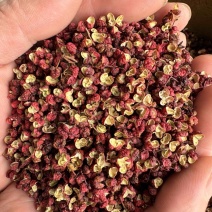 精品货源茂汶花椒，果粒大均匀，红褐鲜亮，高品质花椒