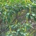 土家散养百花蜂蜜，纯散养不喂糖