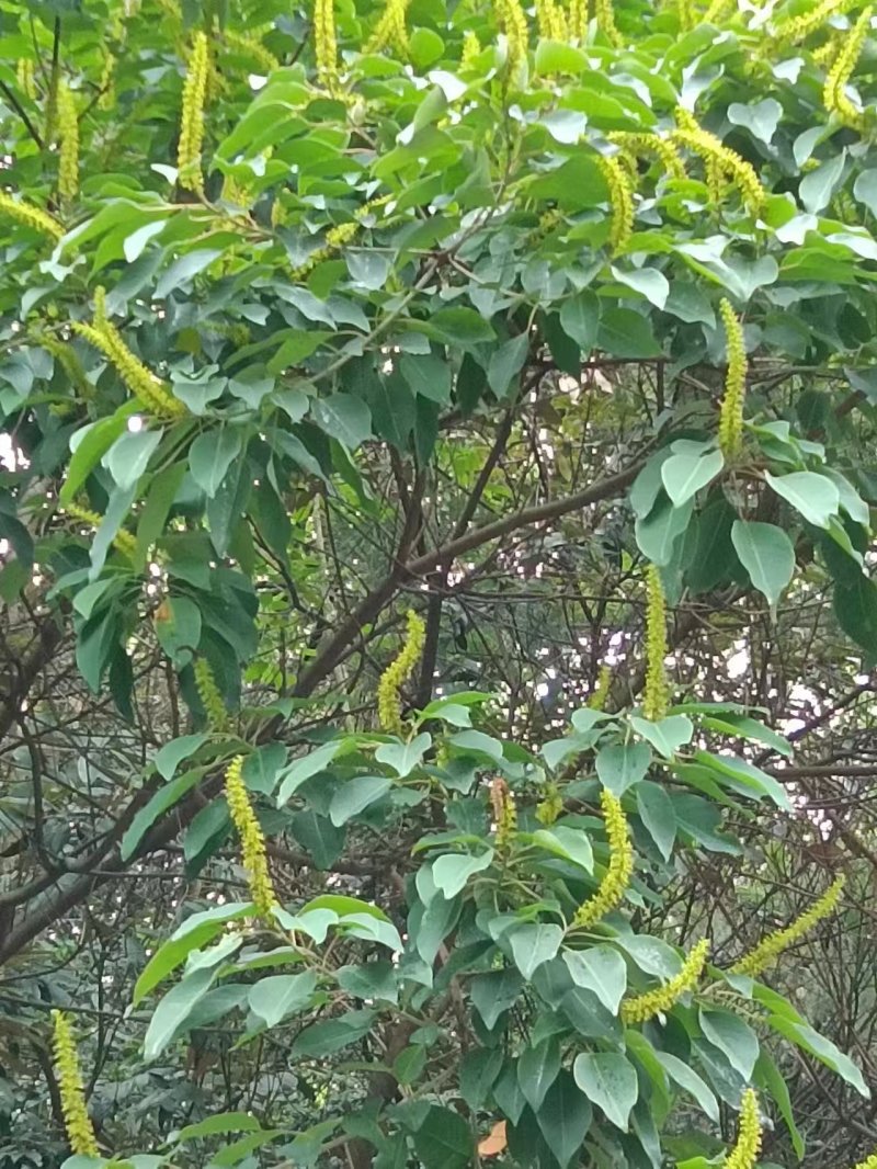 土家散养百花蜂蜜，纯散养不喂糖