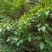 土家散养百花蜂蜜，纯散养不喂糖