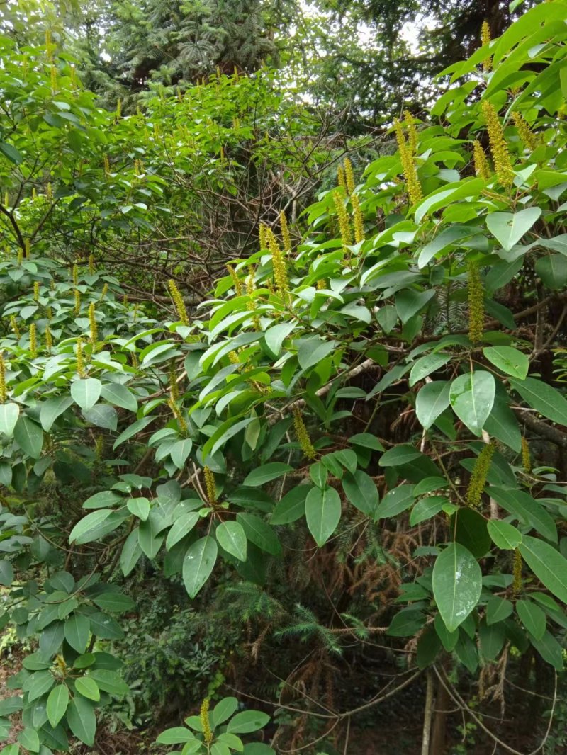 土家散养百花蜂蜜，纯散养不喂糖