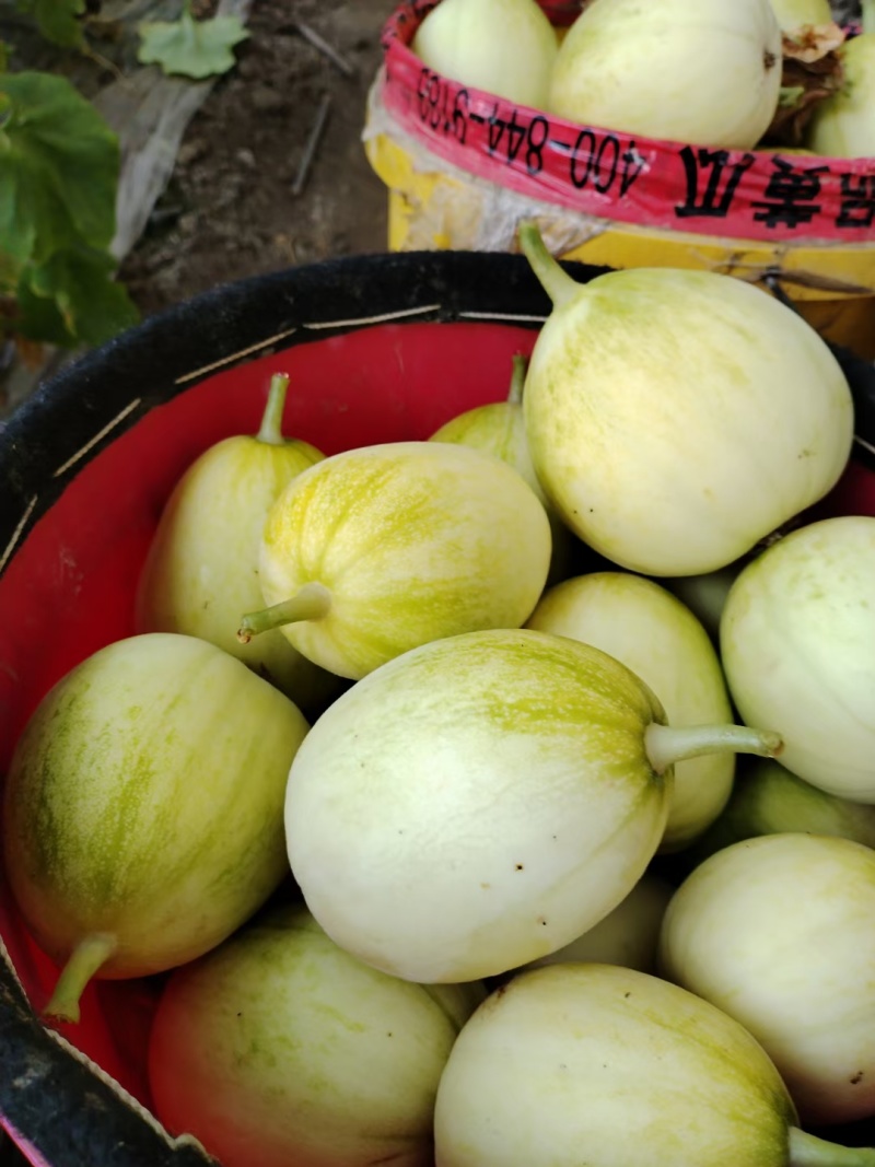 精密甜瓜上市中，冷棚精密香瓜即将大量上市中