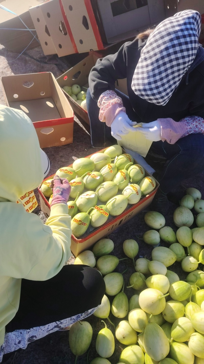 精密甜瓜上市中，冷棚精密香瓜即将大量上市中