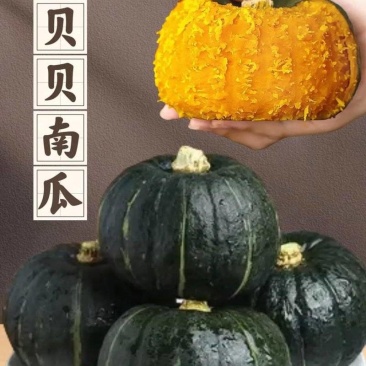 热卖贝贝南瓜上市了品相好口感佳量大价优欢迎老板电联