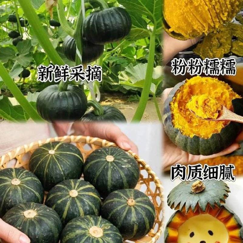精选贝贝南瓜上市了品相好口感佳量大价优欢迎老板电联