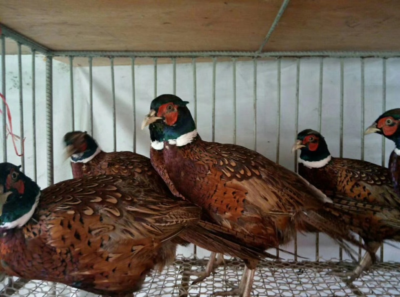 野鸡