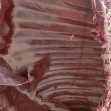 内蒙古巴彦淖尔自家现杀羊肉不膻不腥杜绝育肥羊品质保证，