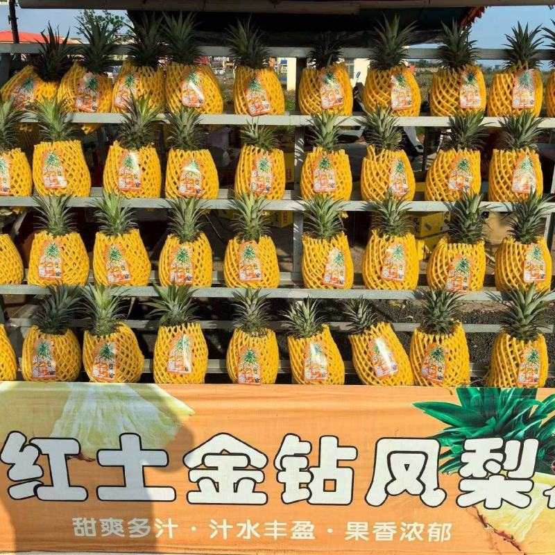 金钻凤梨17号