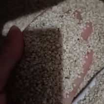 自种白芝麻