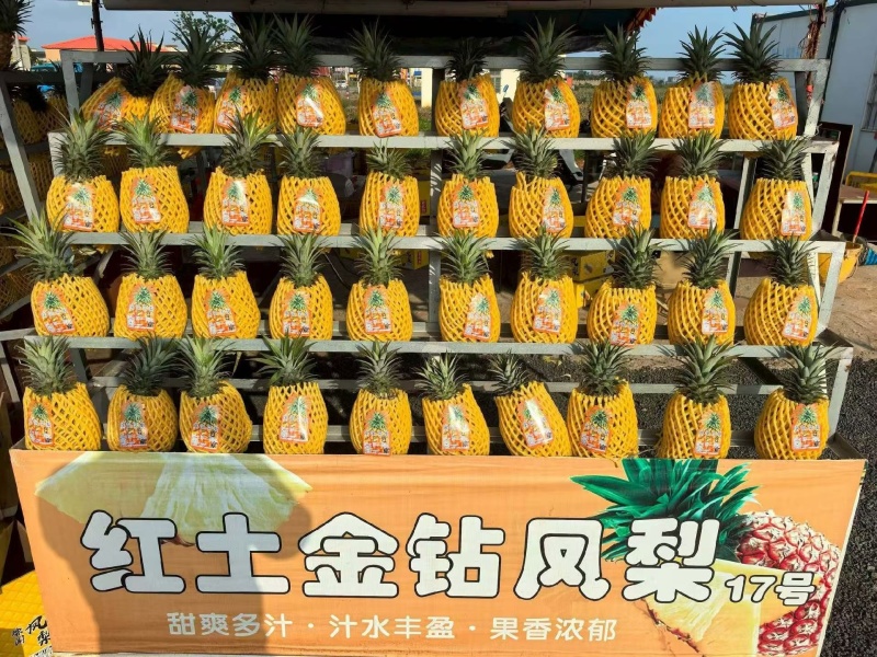 金钻凤梨17号
