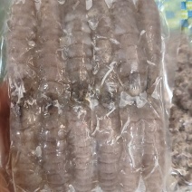 精品皮皮虾肉，免手剥电商餐饮都可用