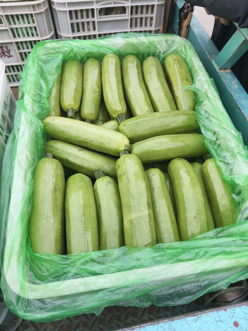 在优质西葫芦