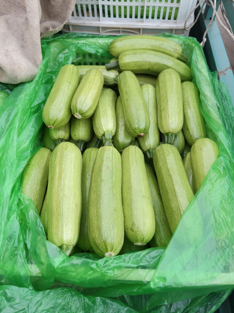 在优质西葫芦