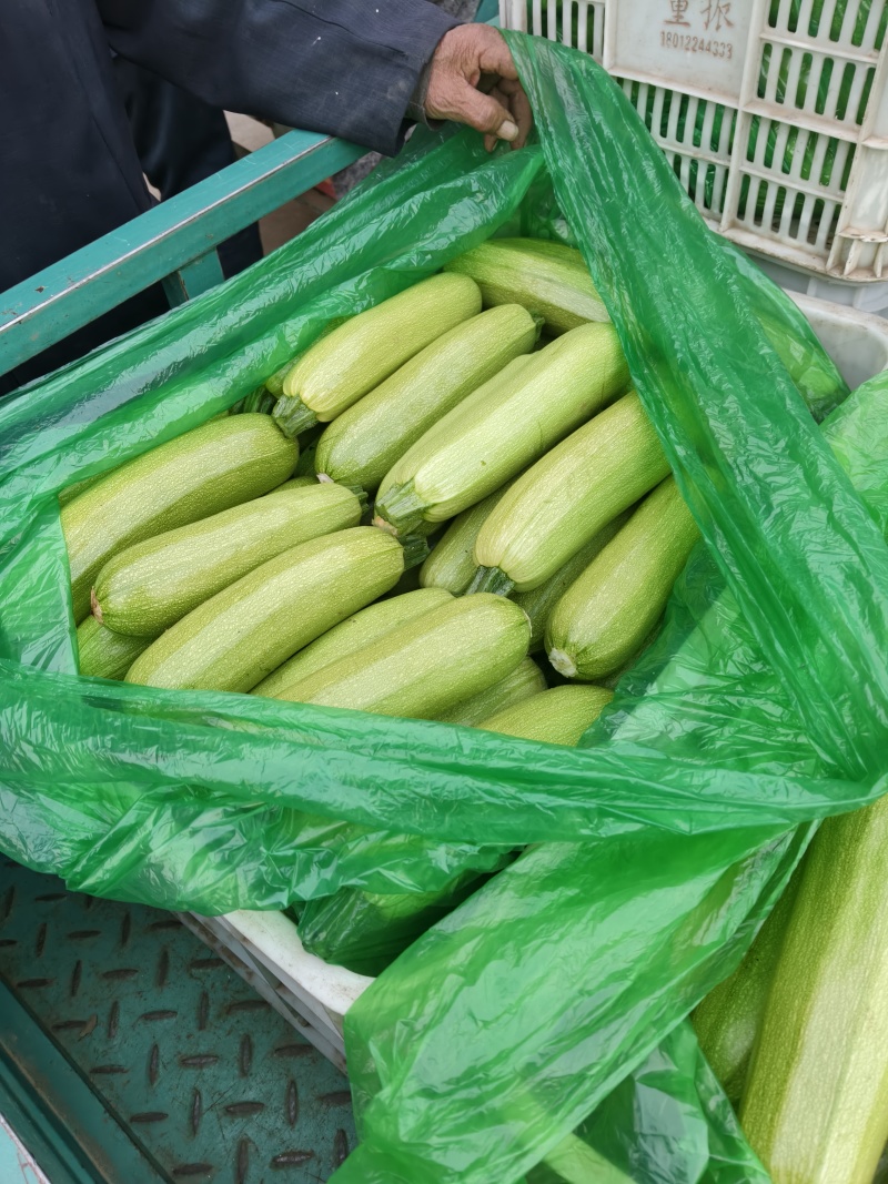 在优质西葫芦