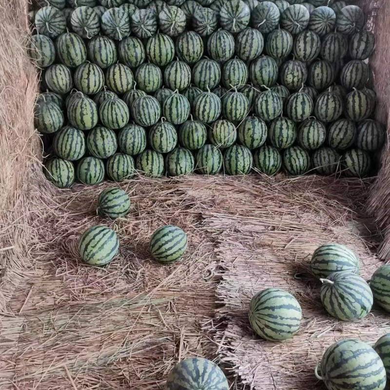 夏邑美都西瓜大量上市产地直供可视频看货全国发货欢迎咨询
