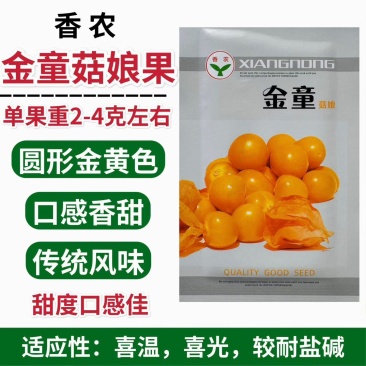 东北姑娘果种子黄菇娘种籽灯笼果籽金童姑娘果种子大田专用