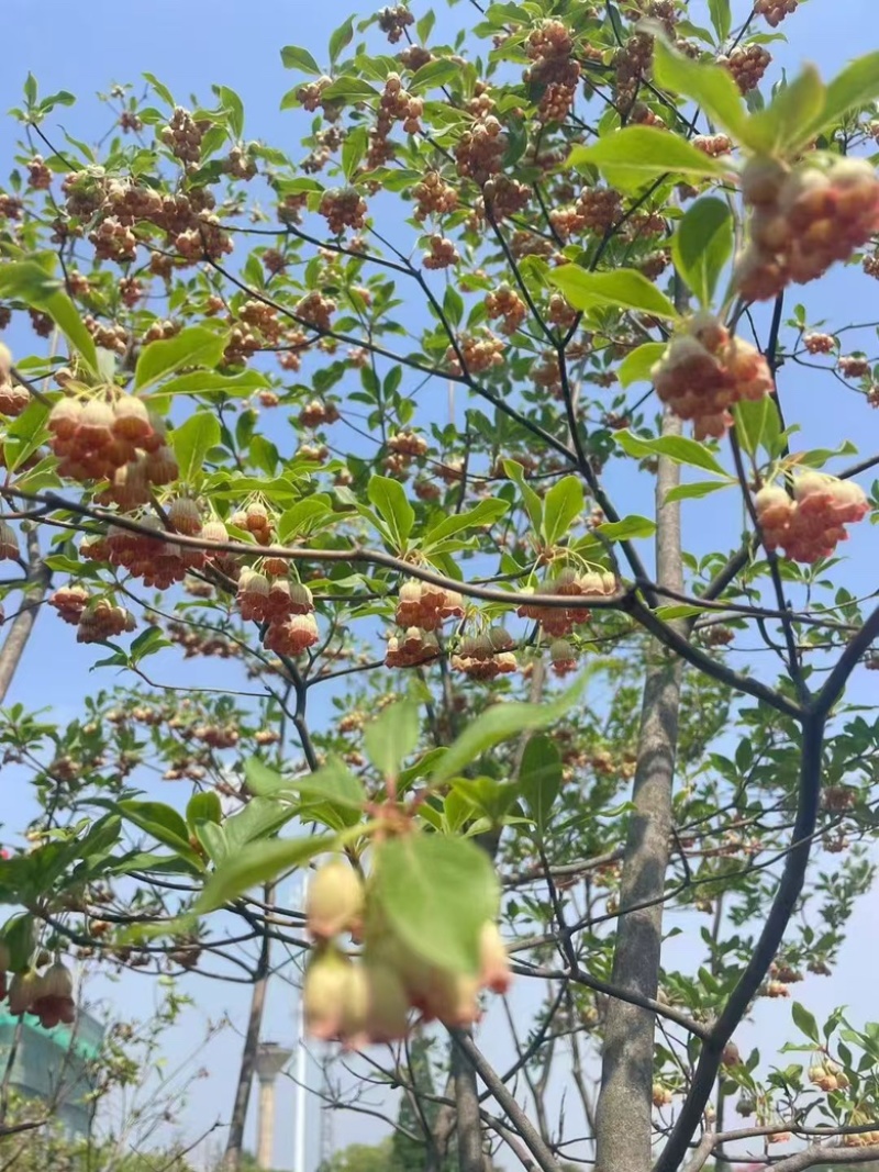 吊钟花