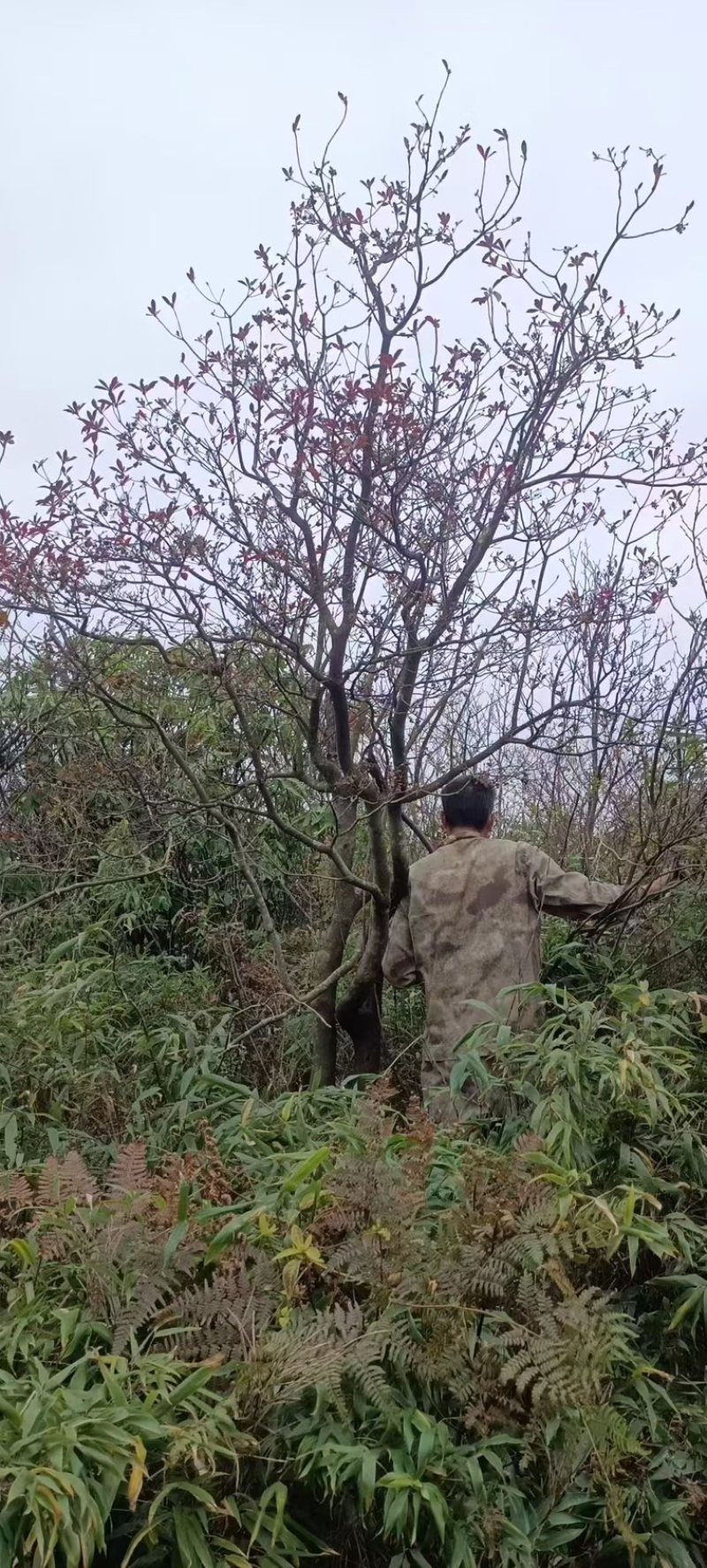吊钟花