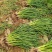 《河南兰考》红根蒜苗通货便宜处理！2亩地玻璃温室
