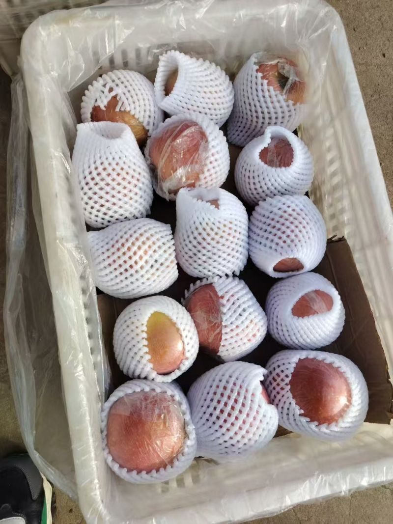 冠县红富士，量大价优，产地直发，保质保量