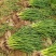 《河南兰考》红根蒜苗通货便宜处理！2亩地玻璃温室