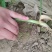 《河南兰考》红根蒜苗通货便宜处理！2亩地玻璃温室