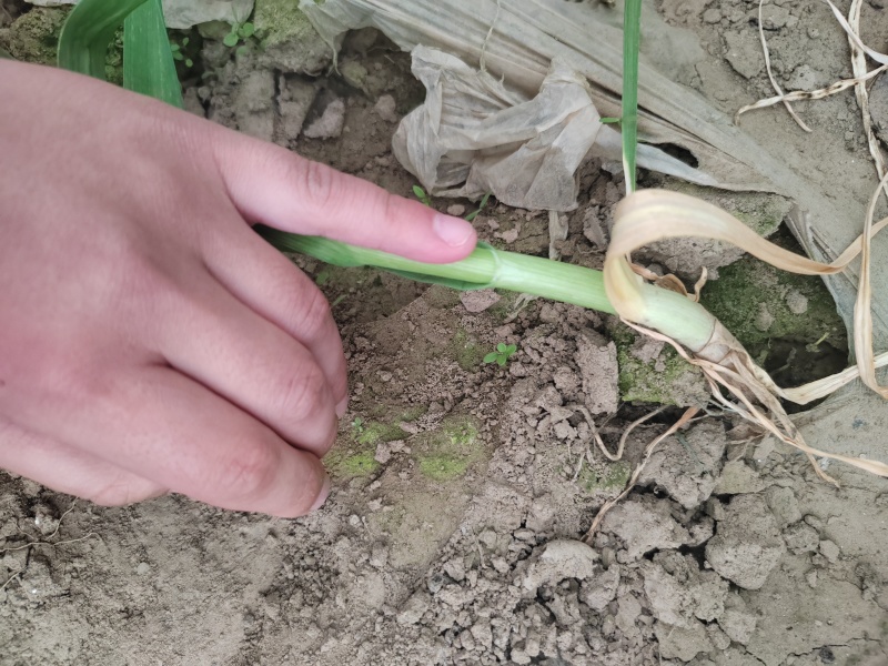 《河南兰考》红根蒜苗通货便宜处理！2亩地玻璃温室