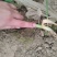 《河南兰考》红根蒜苗通货便宜处理！2亩地玻璃温室