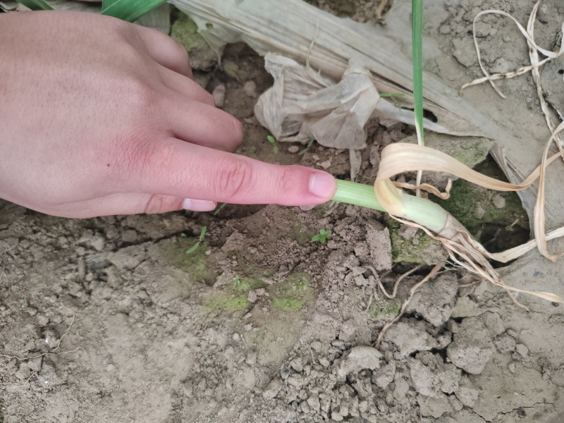 《河南兰考》红根蒜苗通货便宜处理！2亩地玻璃温室