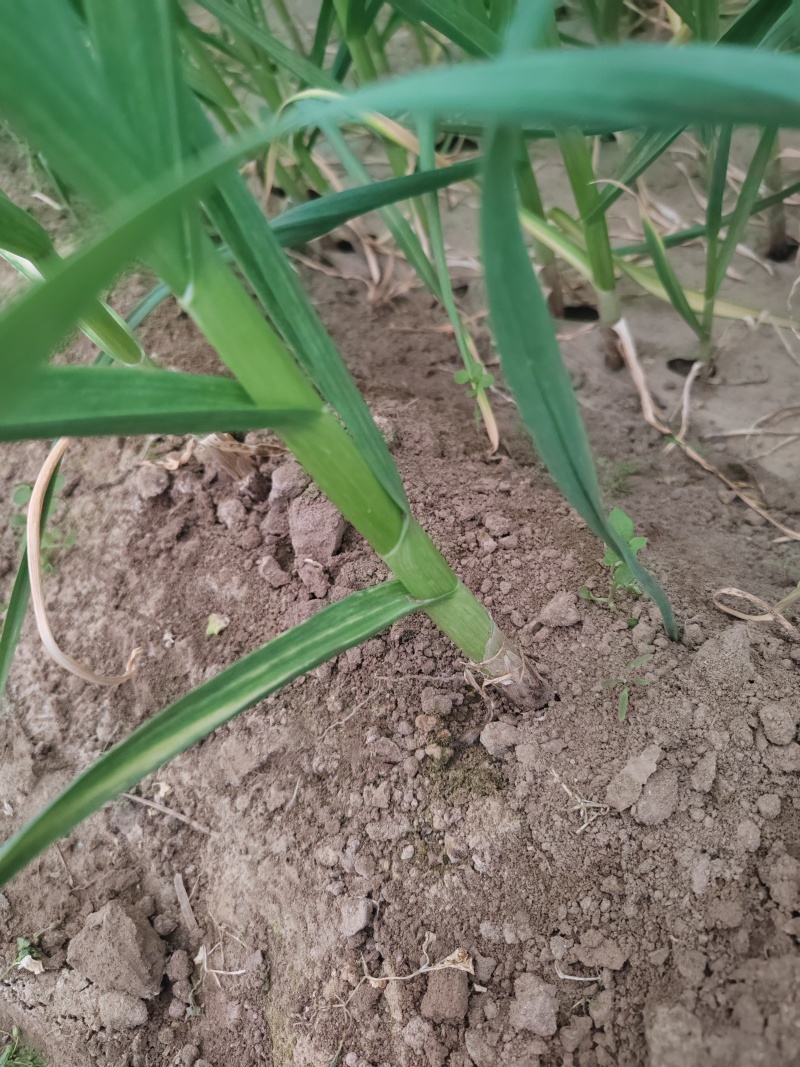 《河南兰考》红根蒜苗通货便宜处理！2亩地玻璃温室