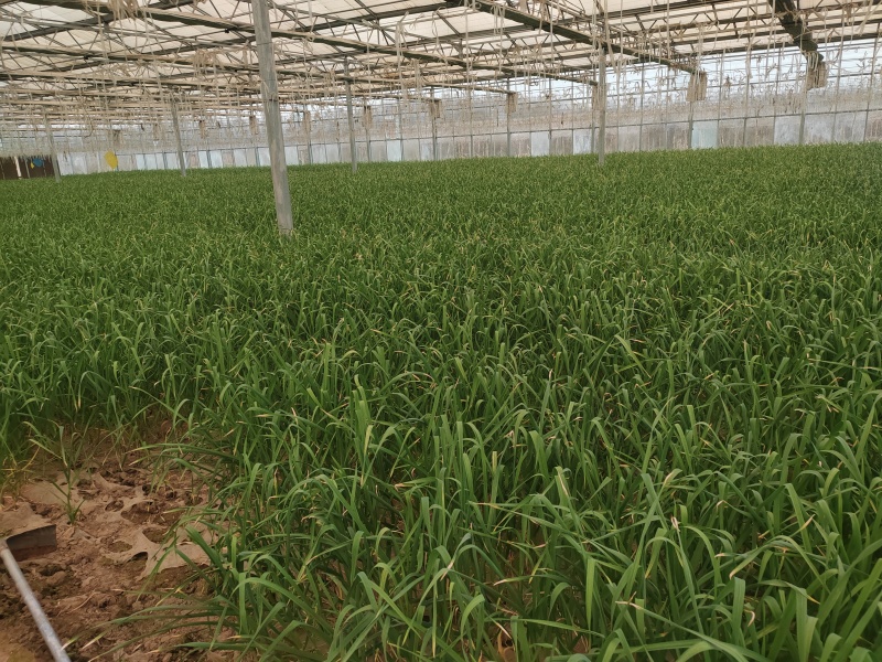 《河南兰考》红根蒜苗通货便宜处理！2亩地玻璃温室