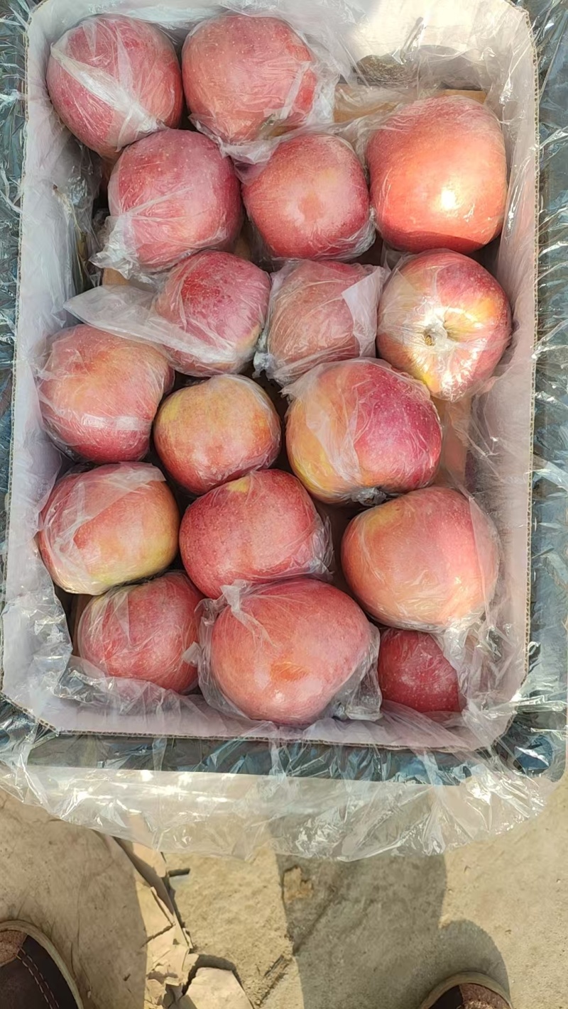 冠县红富士，量大价优，产地直发，保质保量