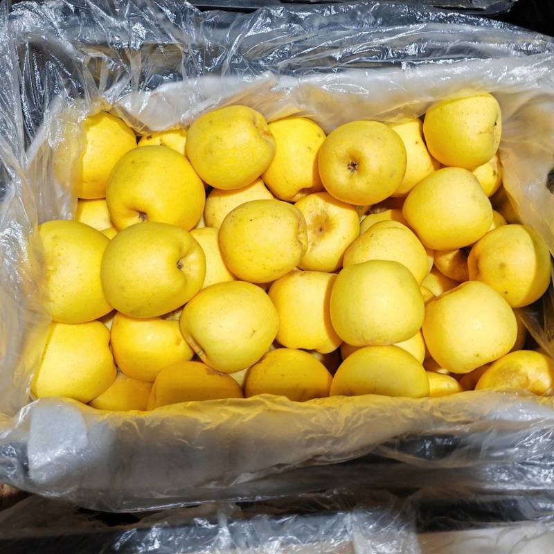 维纳斯黄金苹果热卖中