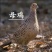 七彩山鸡活鸡