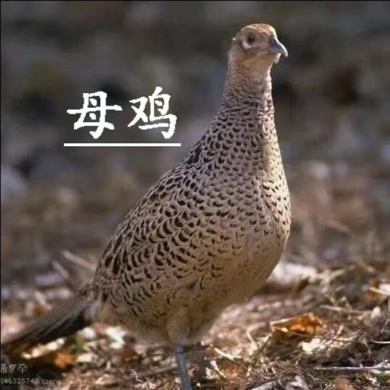 七彩山鸡活鸡