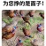 七彩山鸡活鸡