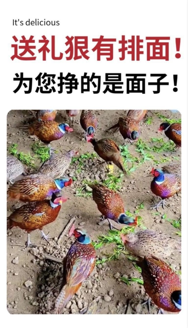 七彩山鸡活鸡