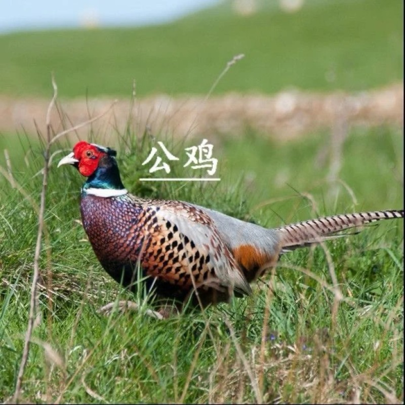 七彩山鸡活鸡