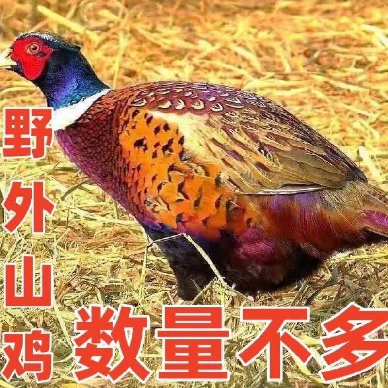 七彩山鸡活鸡