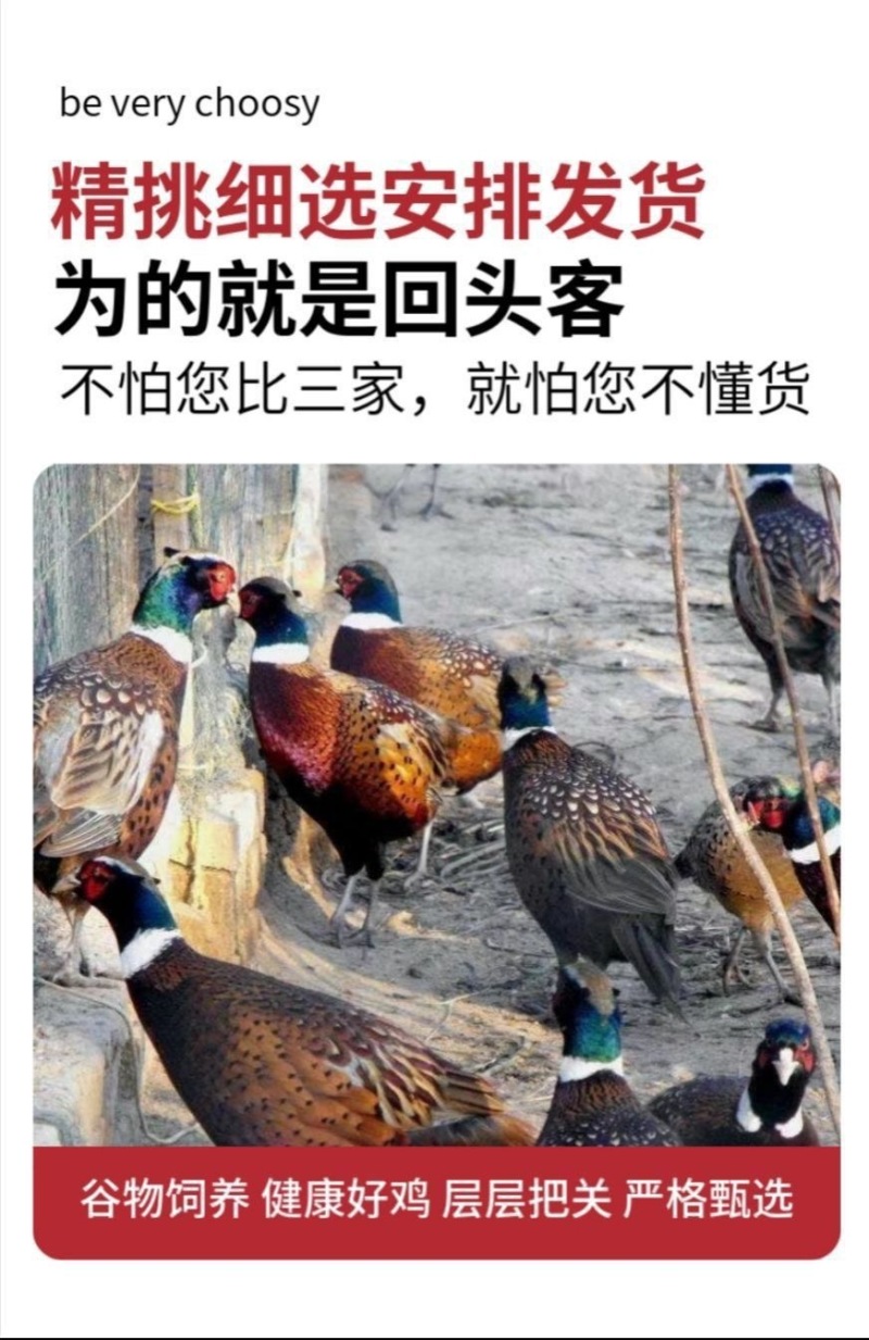七彩山鸡活鸡