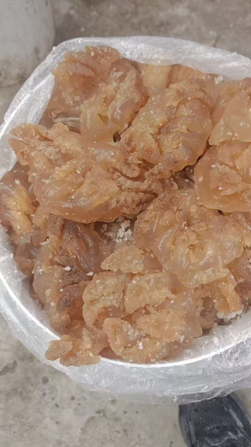 精品海蜇头墨西哥菊花头一点红八爪头特大印尼头