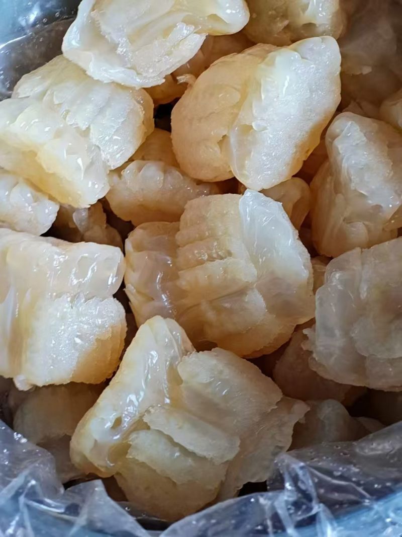 精品海蜇头墨西哥菊花头一点红八爪头特大印尼头