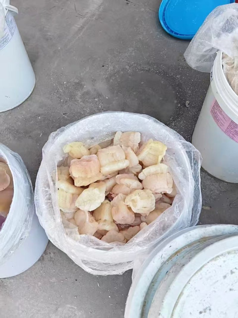 精品海蜇头墨西哥菊花头一点红八爪头特大印尼头