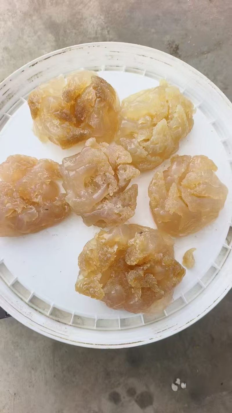 精品海蜇头墨西哥菊花头一点红八爪头特大印尼头