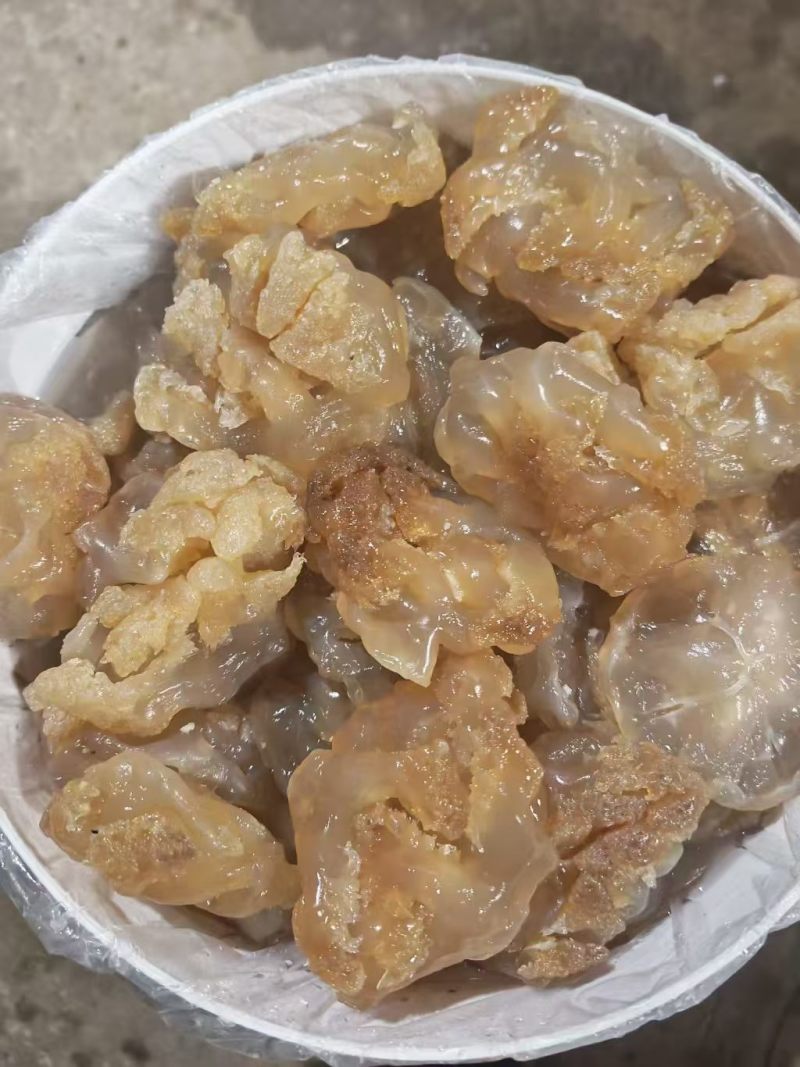 精品海蜇头墨西哥菊花头一点红八爪头特大印尼头
