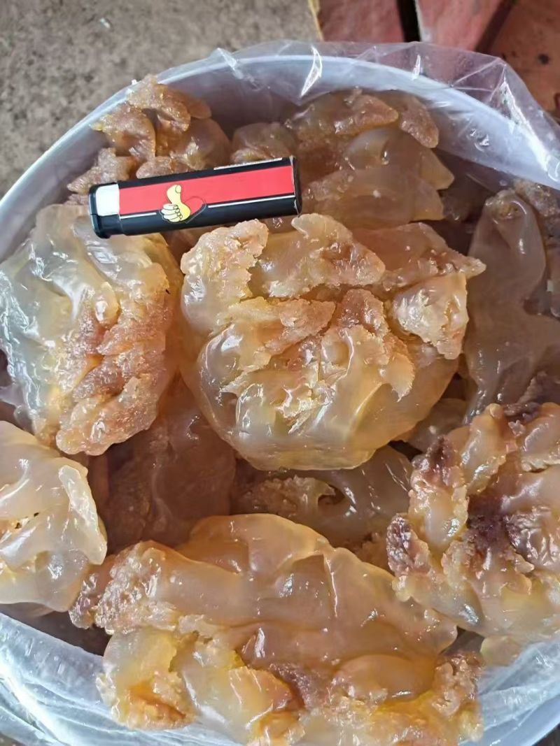 精品海蜇头墨西哥菊花头一点红八爪头特大印尼头